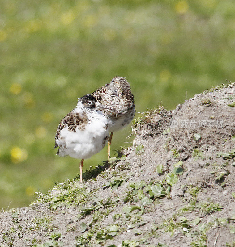 Ruff Wader (Philomachus匕首)